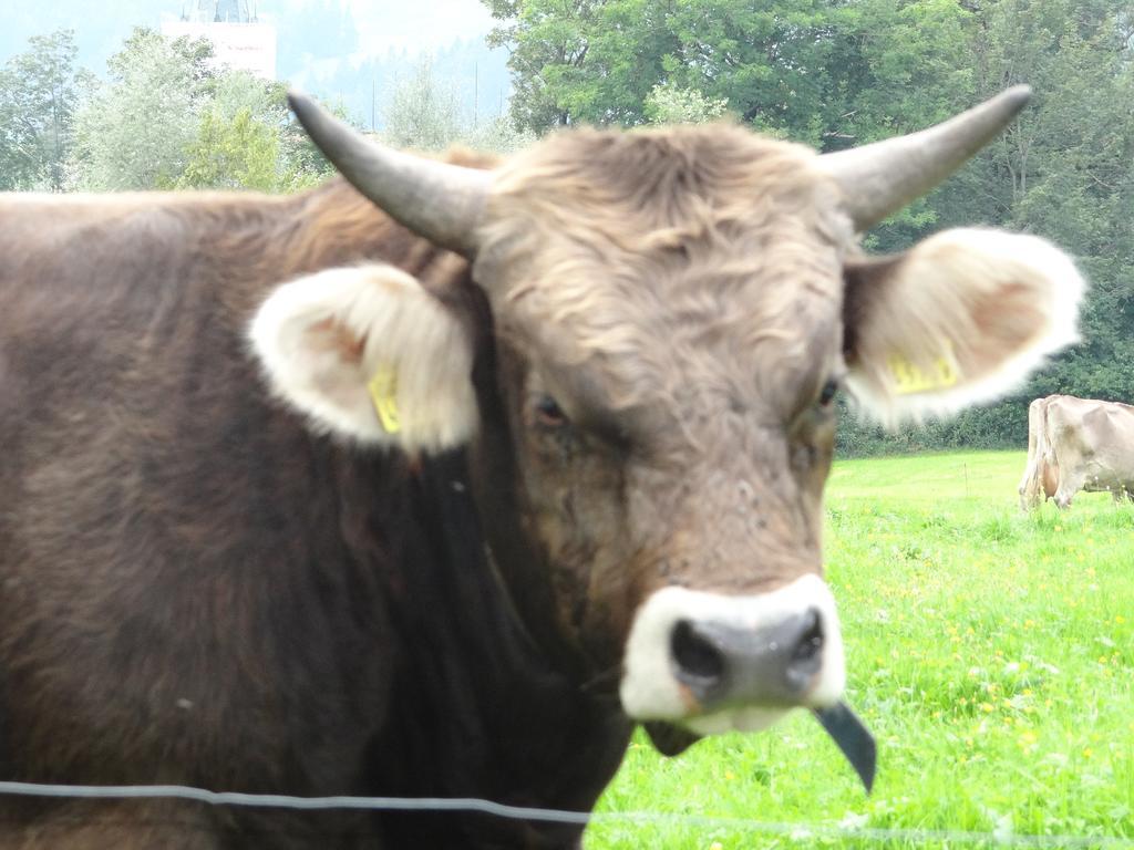 Vogelnest Gais Exterior foto